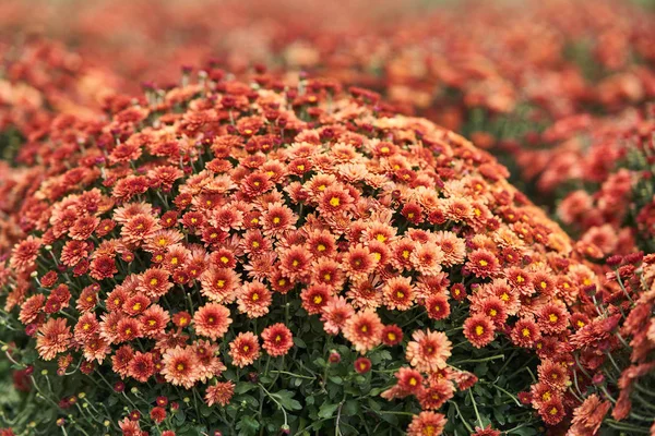 Close-up: Round Bush chrysanthemums red with young buds and green leaves.