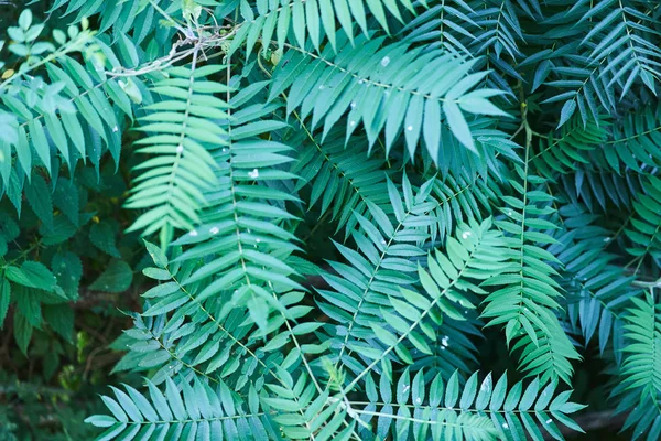 Green tropical leaves pattern. Top view.