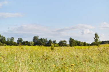 Çiçekli tarla. Çayırdaki orman şahini otu. Sarı ve kabarık başlıklı çiçekler.