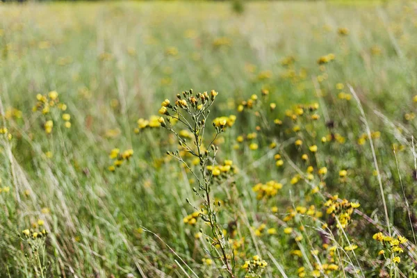 Veld met bloemen. Bos havik onkruid op de weide. Bloemen met gele en pluizige hoofden. — Stockfoto