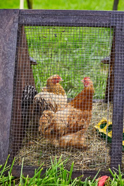 Deux poules brunes dans une cage à une foire des fermiers . — Photo