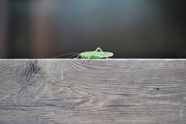 Tettigonia viridissima. Büyük yeşil bir çekirge bir tahta üzerinde oturur.