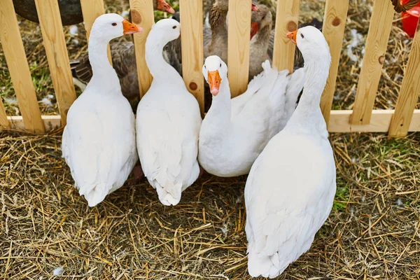 Cuatro gansos caminan en el paddock — Foto de Stock