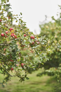 Kırmızı taze elma ile bahçede Elma ağacı