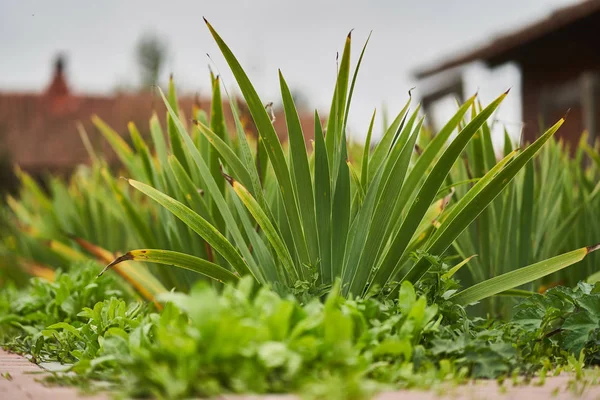 Acorus gramineus. Erba in giardino . — Foto Stock