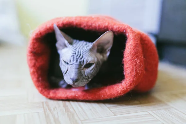 Sphynx hairless cat hiding in a hat