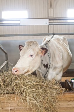 Bir sığır kaleminde saman yer.