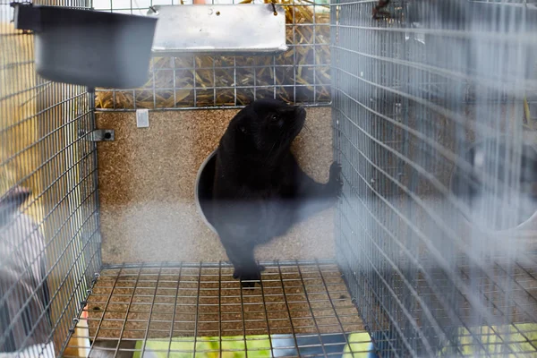Μαύρο μινκ που κάθεται σε κλουβί. Έκθεση σε ζώα — Φωτογραφία Αρχείου