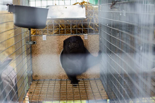 Μαύρο μινκ που κάθεται σε κλουβί. Έκθεση σε ζώα — Φωτογραφία Αρχείου