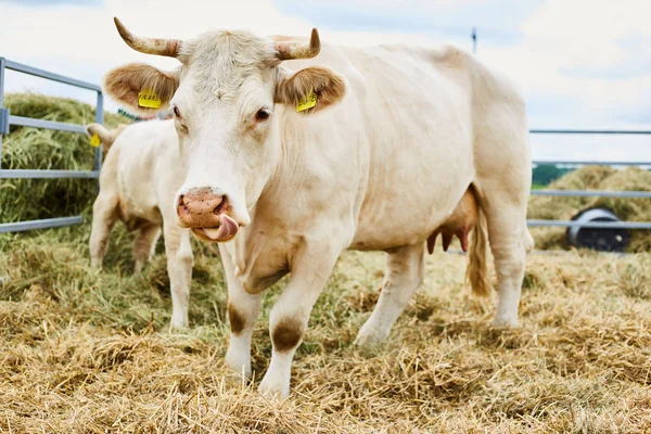 White bull at an agricultural exhibition — Stock Photo, Image