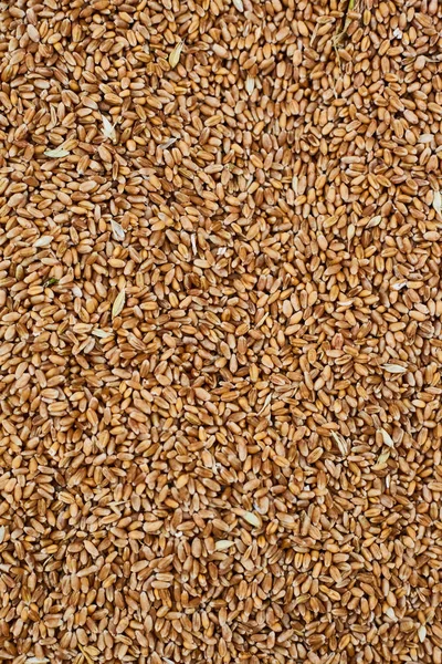 Barley. Agricultural Exhibition. Fresh harvest. Texture — Stock Photo, Image