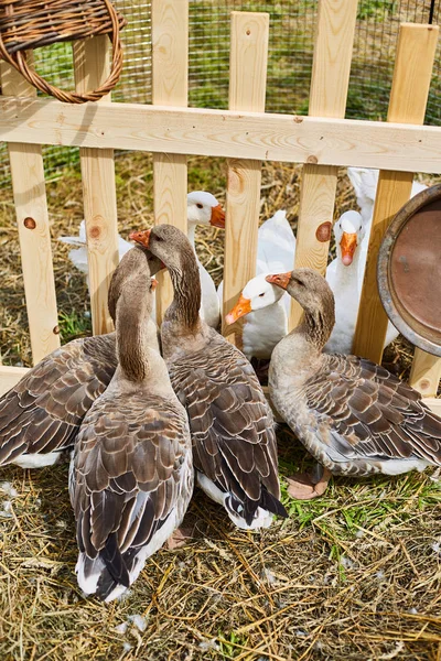 Gri kazlar. Çiftlik Hayvanları Sergisi — Stok fotoğraf