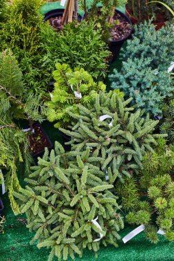 Tarım fuarındaki genç ağaç fidanları