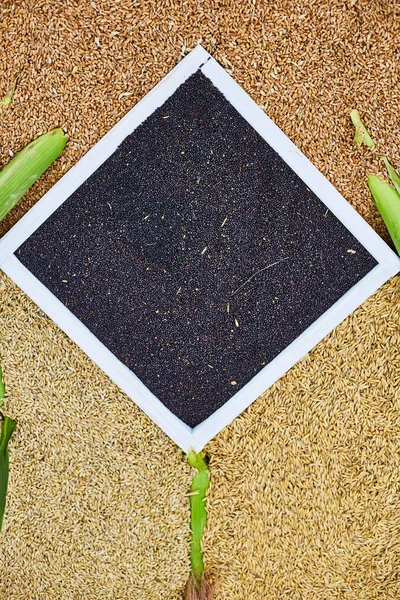 Sementi di grano e avena. Mostra agricola — Foto Stock