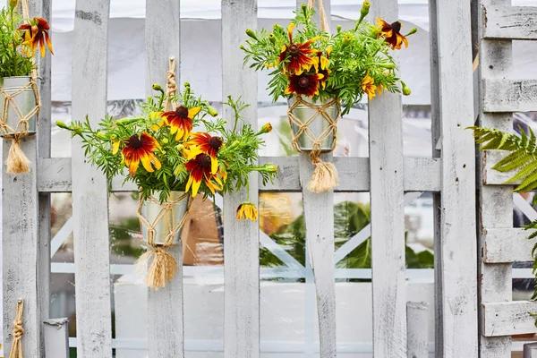 Tournesol en pots sur un fond en bois — Photo