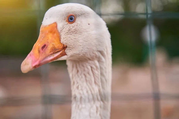 Portrait of a White adult goose close-up. Home farm — Stock Photo, Image