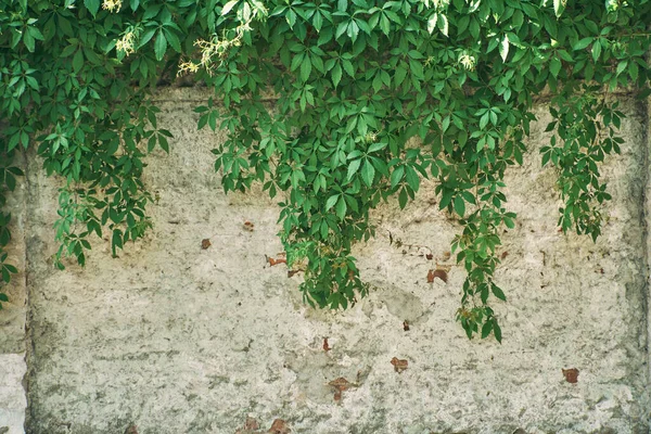 The Green Creeper Plant on wall. Background. — Stock Photo, Image