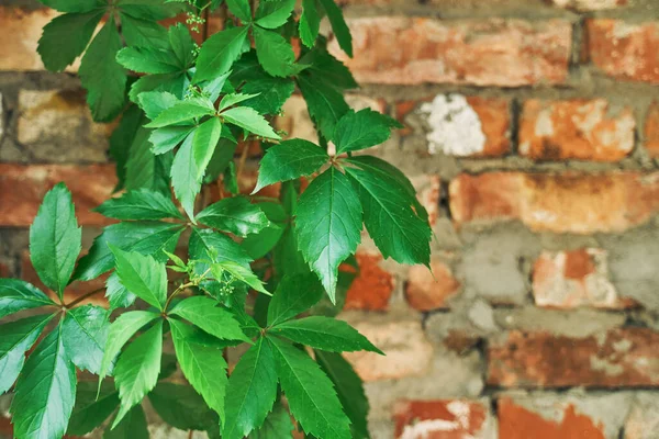 Zelená rostlina na cihlové zdi. Pozadí. — Stock fotografie