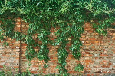 Tuğla duvardaki Yeşil Sarmaşık Bitkisi. Arkaplan.