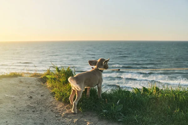 Le chien admire le coucher de soleil de la falaise. Mer Baltique. — Photo