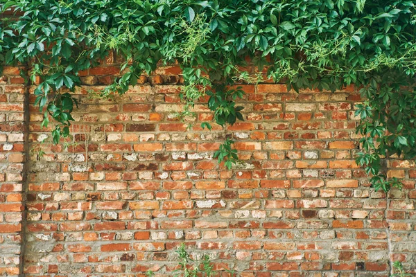 Το πράσινο φυτό Creeper σε έναν τοίχο από τούβλα. Ιστορικό. — Φωτογραφία Αρχείου
