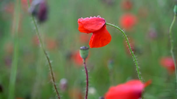 Roter Mohn in Großaufnahme. Wiese mit schönen leuchtend roten Mohnblüten im Frühling — Stockvideo