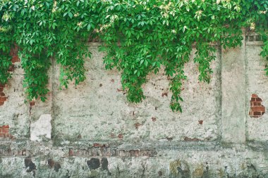 Duvardaki Yeşil Sarmaşık Bitkisi. Arkaplan.