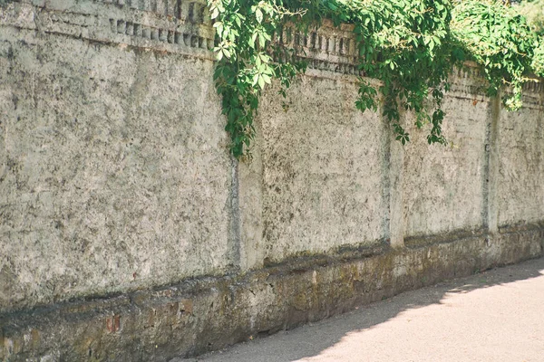 A Green Creeper Plant na parede. Contexto . — Fotografia de Stock