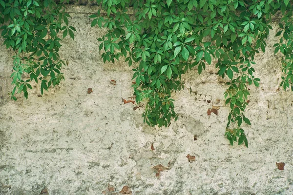Die grüne Schlingpflanze an der Wand. Hintergrund. — Stockfoto