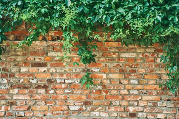 Die grüne Schlingpflanze auf einer Ziegelmauer. Hintergrund. — Stockfoto