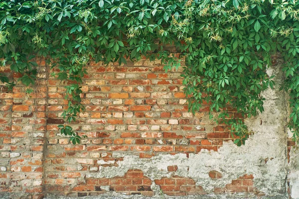 Zelená rostlina na cihlové zdi. Pozadí. — Stock fotografie