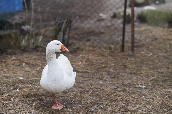 White Goose se tient sur une patte dans le parc. — Photo