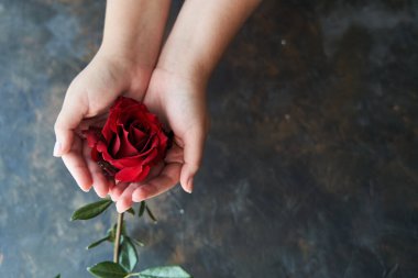 Kırmızı gül tomurcuğu kadın ellerinde koyu bir arka planda