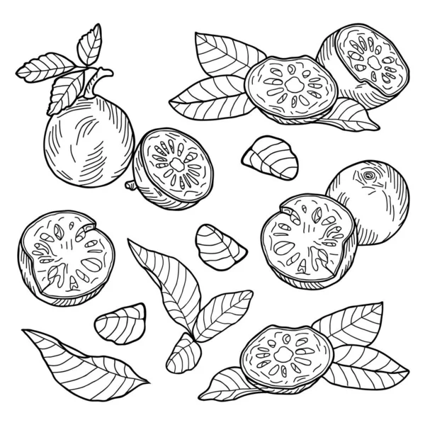 Composition Des Fruits Coque Entiers Coupés Moitiés Feuilles Illustration Vectorielle — Image vectorielle