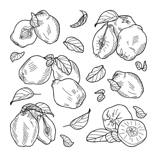 Composición Frutos Membrillo Enteros Mitades Hojas Ilustración Vectorial Dibujada Mano — Vector de stock