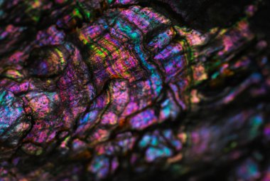 inci kabuk arka plan çok renkli sedefli dokusu mavi Lila yeşil sarı