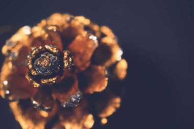 Siyah arkaplanda çam kozalağı