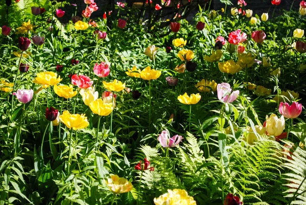 Sun Drenched Garden Blooming Tulips — Stock Photo, Image