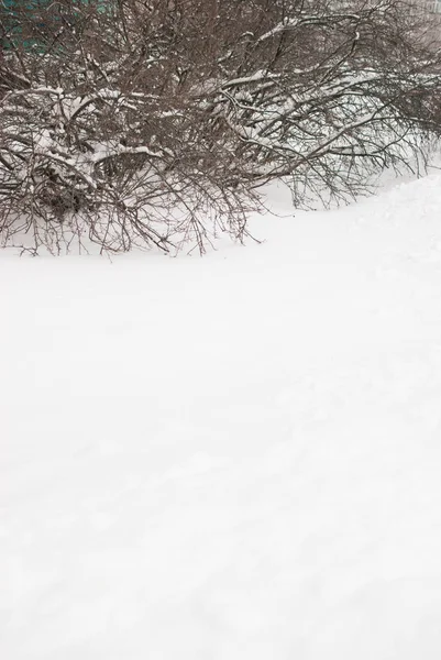 Cespugli Invernali Nella Neve — Foto Stock