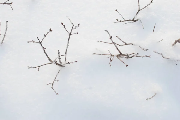 Pequenos Arbustos Neve — Fotografia de Stock