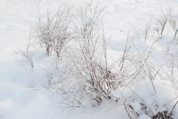 Piccoli Cespugli Nella Neve — Foto Stock