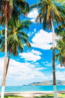 Palmiye ağaçları olan plaj güneşli gün, mavi gökyüzü