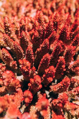 Küçük mercan blokları, doku