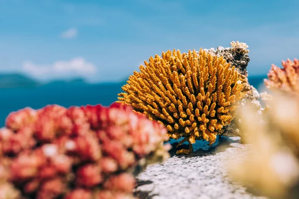Kleine koraalblokken, textuur — Stockfoto