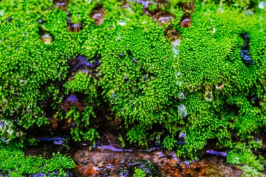Küçük bir dağ nehri orman boyunca dağlık bölgelerdeki büyük taşların arasından akar. Doğal manzara, temiz bir nehir, güzel bir manzara, temiz hava. Ekolojik olarak temiz alan.