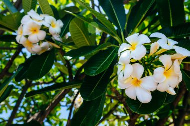 Beyaz tropikal frangipani çiçeği, rahatlama ve zevk atmosferi yaratmak için güzel kokulu çiçek. Yeşil yapraklı doğal bir fotograf.