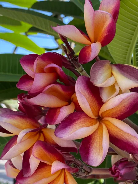 Nahaufnahme Einer Rosa Tropischen Frangipani Blume Duftende Blüte Eine Atmosphäre — Stockfoto