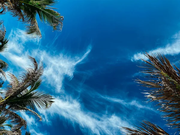 Tropical Scene Summer Concept Leaves Coconut Trees Blue Sky Beautiful — Stock Photo, Image