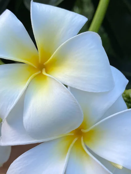 白い熱帯のフランジパニの花のクローズアップ写真 香り高い花を咲かせ リラックスと喜びの雰囲気を作り出します 緑の葉を持つ自然の背景の写真 — ストック写真