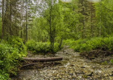 Panorama ve taşlarla, güzel ve vahşi orman doğa görkemli bir dağ dere doğal görünümünü. Altay, Sibirya, Rusya Federasyonu. Hafif yaz günüdür.